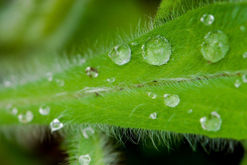 Water drops close leaf