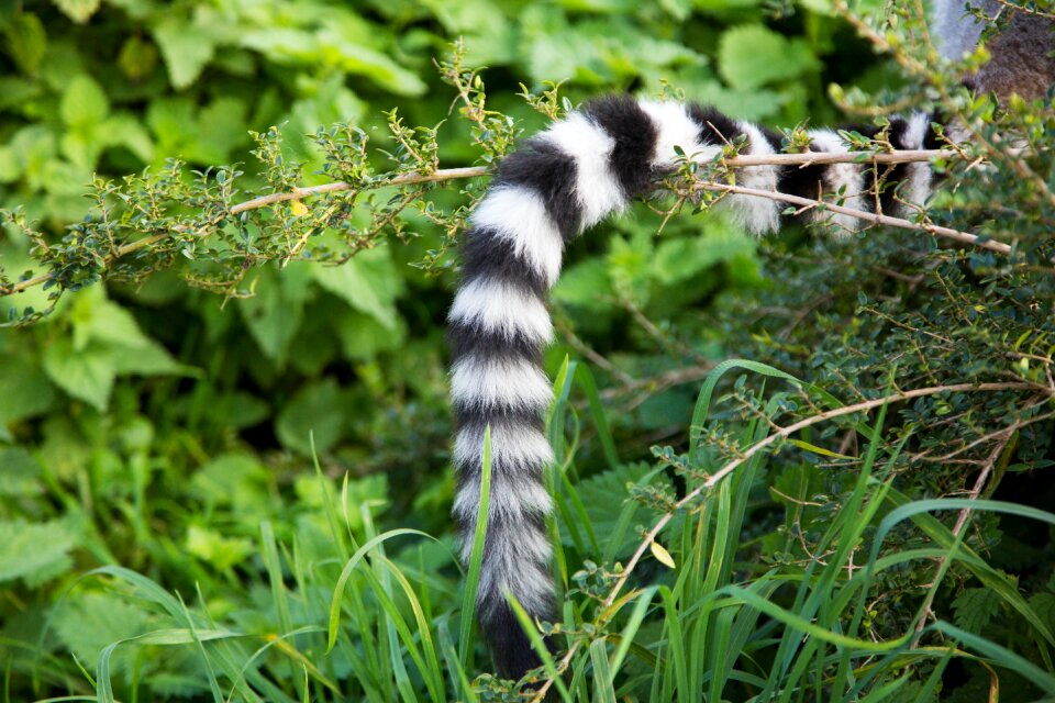 Wildlife nature animal