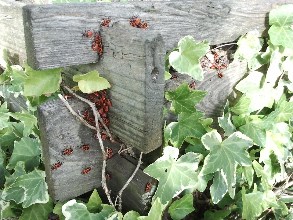 Compost grave digger animals