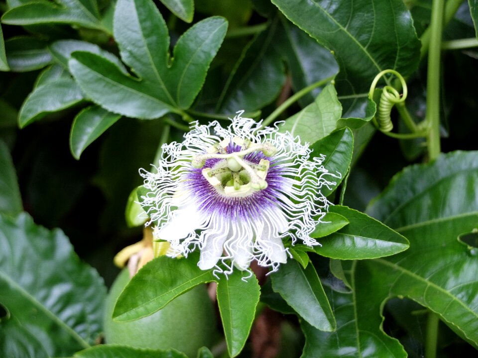 Flower plant