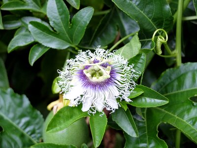 Flower plant