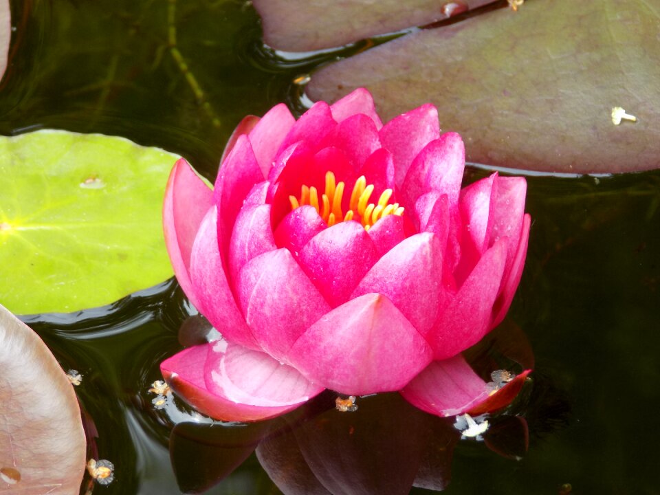 Plant water floating plant