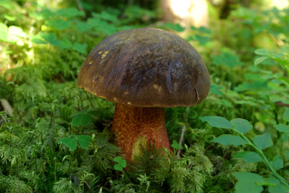 Forest nature mushroom
