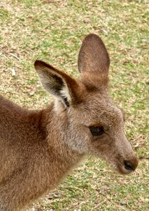 Wildlife native mammal