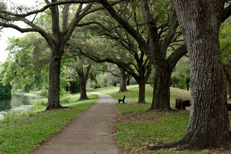 Nature green tree