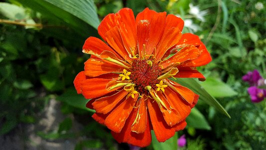 Zinnia bloom asteraceae blossom