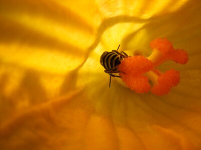 Nature pollen yellow flowers