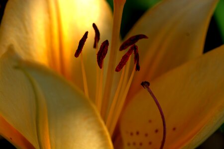 Zwiebelpflanze ornamental plant flower