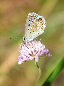 Wild flower libar butterfly photo