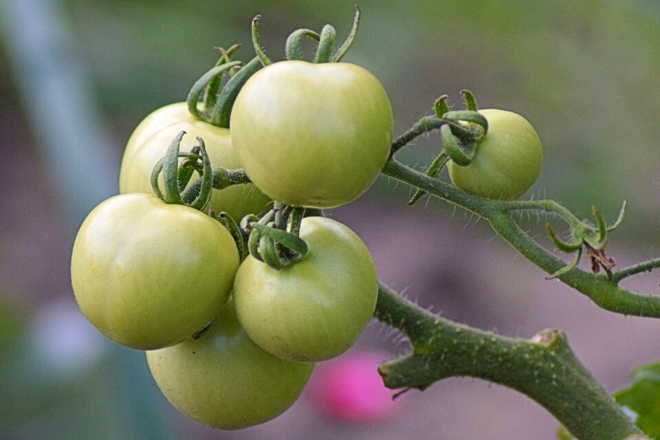 Panicle vegetables food