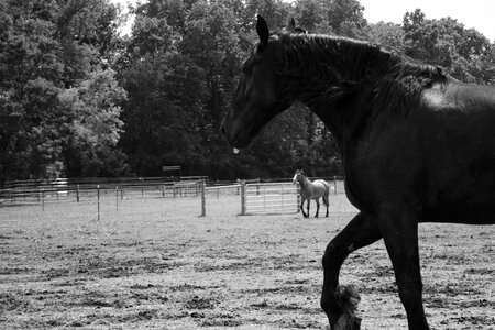Farm stallion black photo