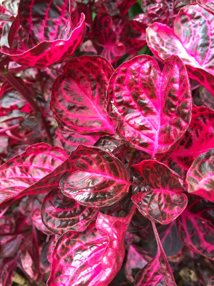 Garden love colorful