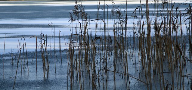 Rest reed pond photo