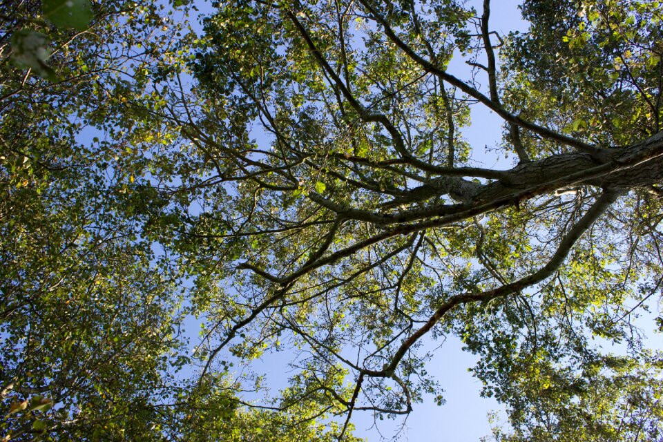 Aesthetic branches high