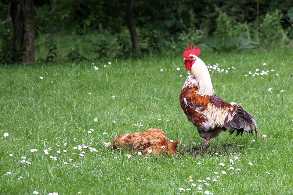 Gockel chicken poultry