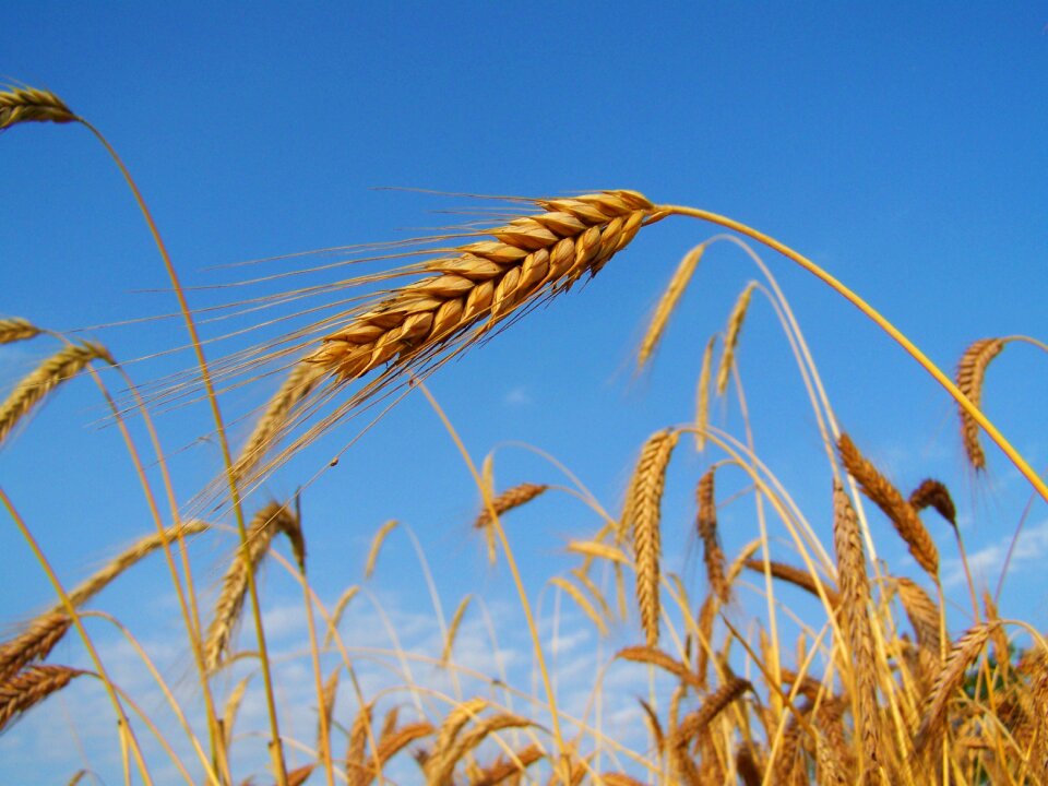 Rye mature grain summer
