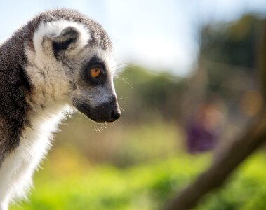Wild wildlife animal
