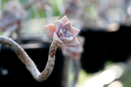 Succulent plant cactus houseleek