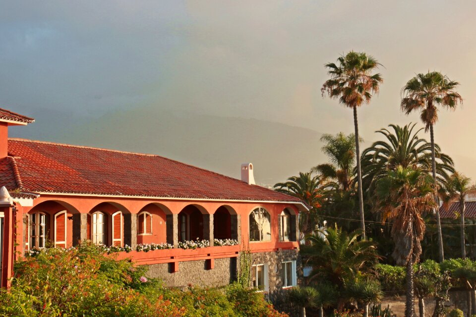 Palm trees tenerife superstructure