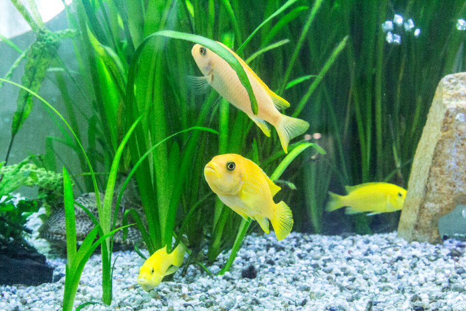 Fish underwater world underwater