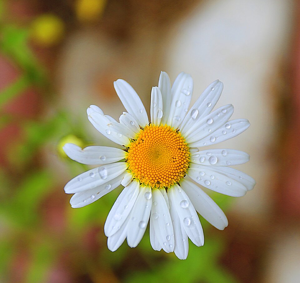 Handsomely living nature photo outdoors