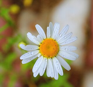 Handsomely living nature photo outdoors