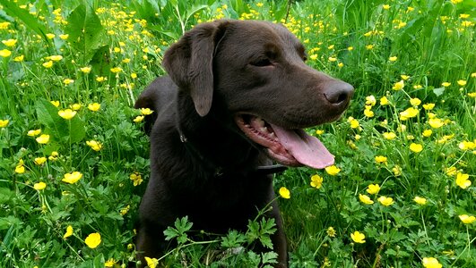 Pet flower meadow animal