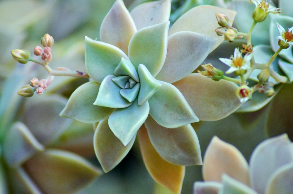 Flower wild green