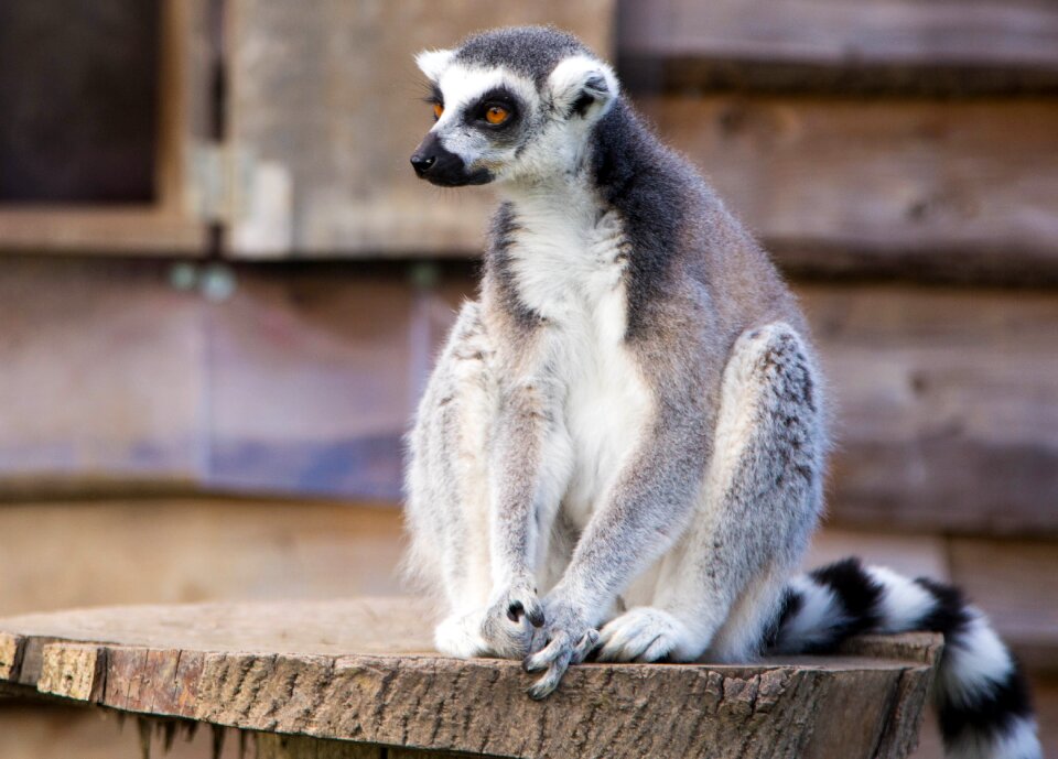 Wildlife nature animal