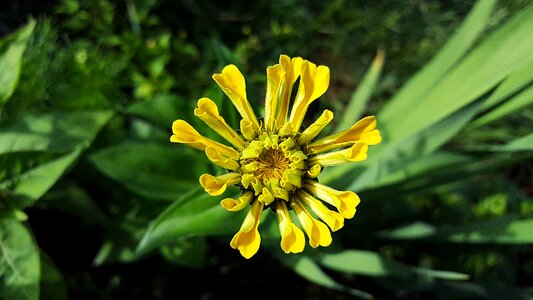 Zinnia bloom asteraceae blossom photo