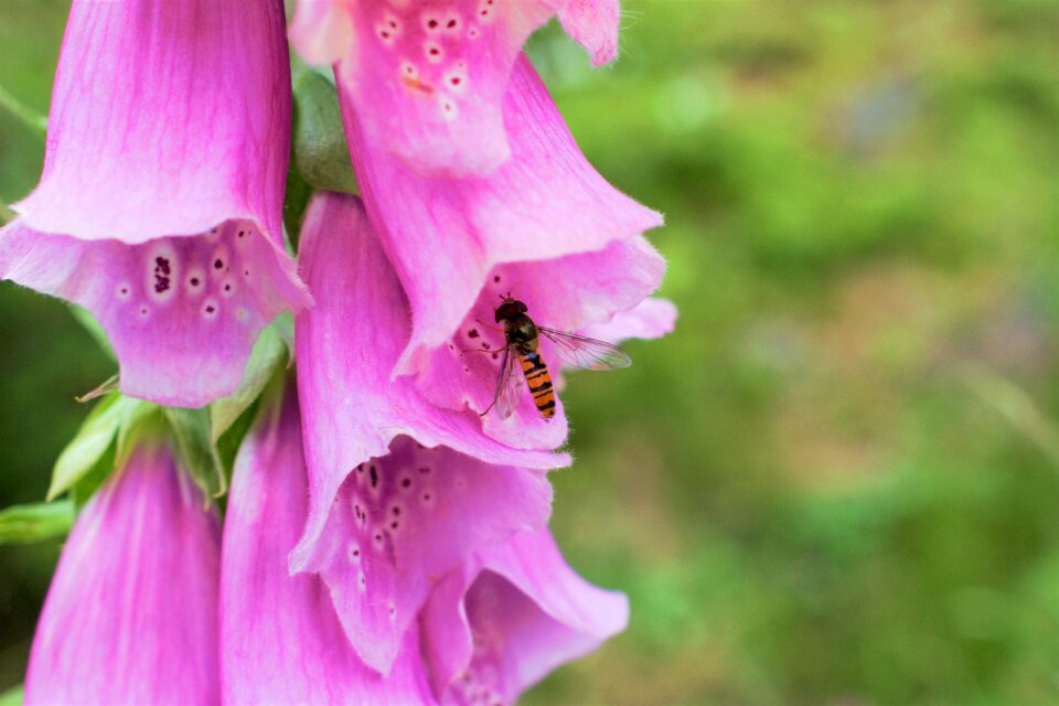 Nature pink flower garden