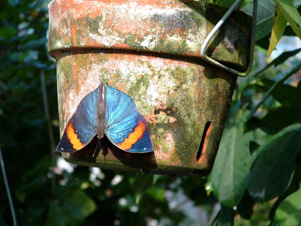 Colorful insect antennae