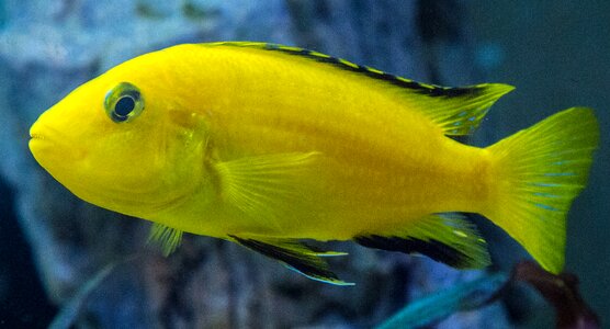 Female mala tegernsee fish photo
