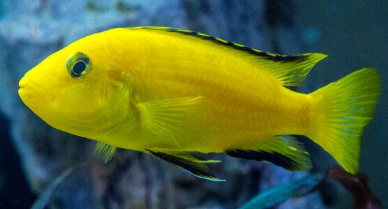 Female mala tegernsee fish