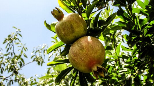 Food agriculture organic