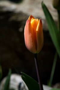 Orange tulip blossom bloom