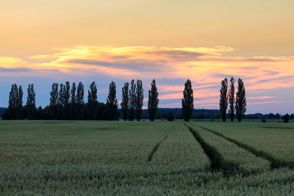 Fields poplars evening sky