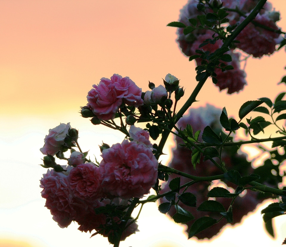 Floral plant natural