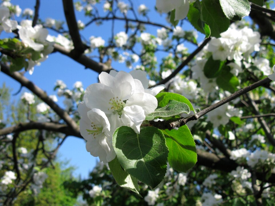 Flowering tree flowering trees outdoors