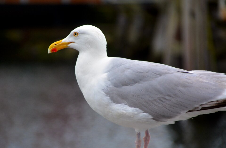 Baltic sea water bird bill