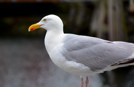 Baltic sea water bird bill