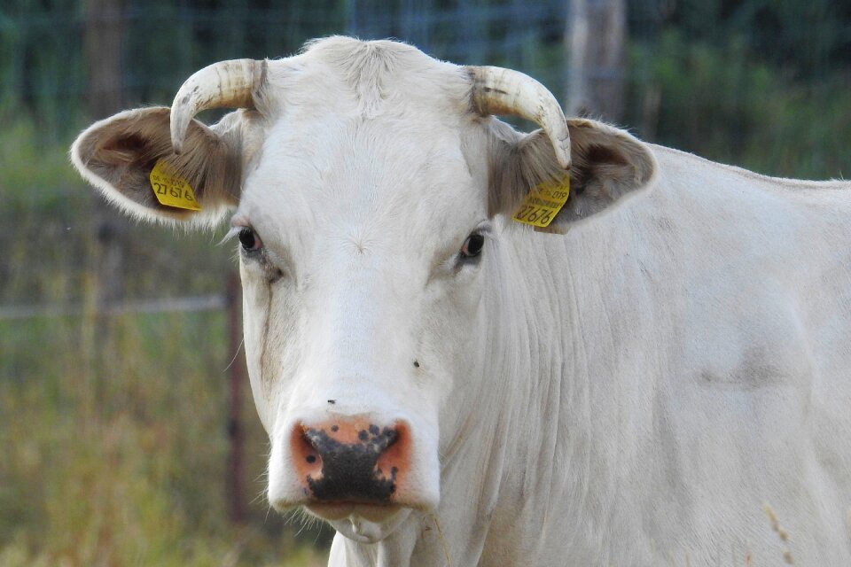 Horns agriculture cattle