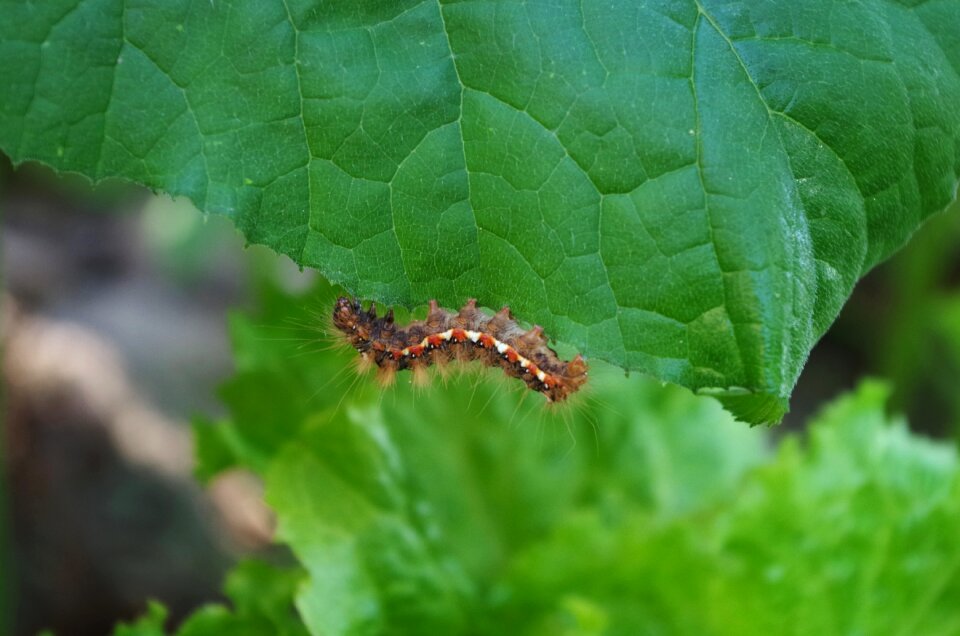 Caterpillar hairy on a sheet