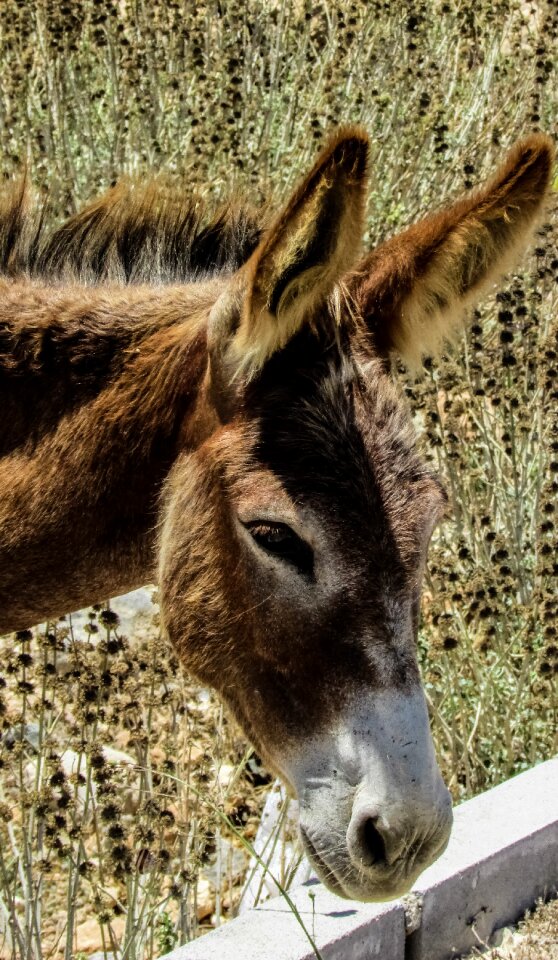 Donkey wild wildlife