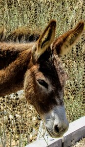 Donkey wild wildlife