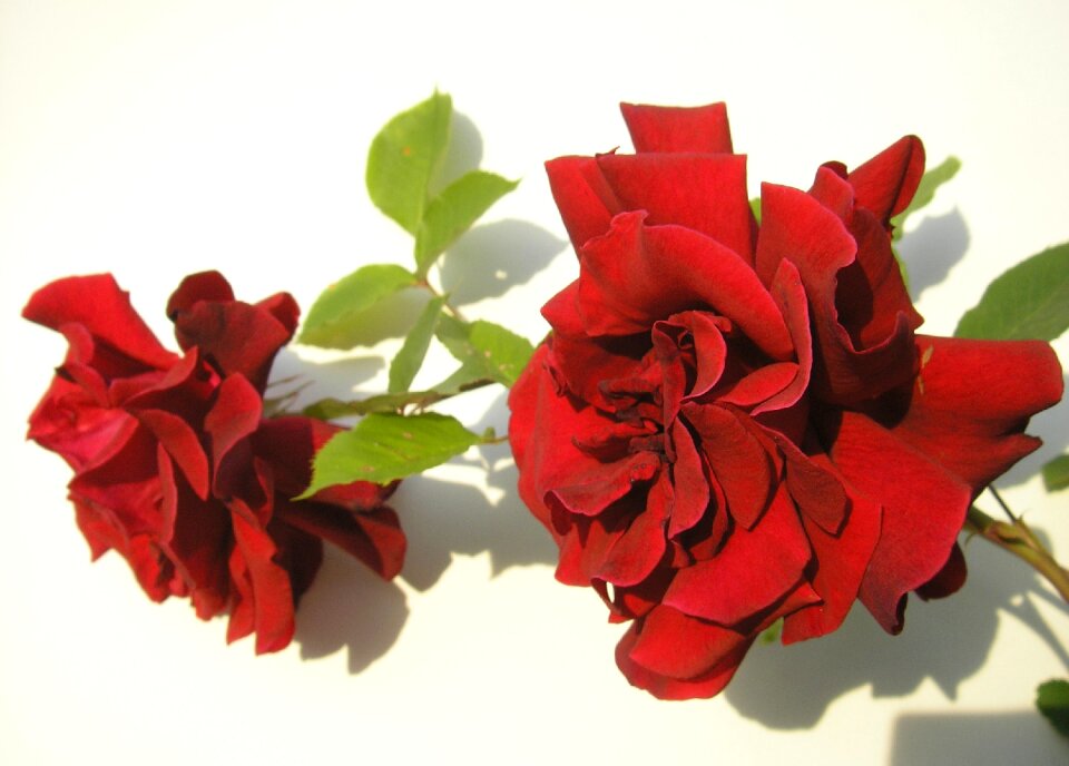 Bloom rose blooms red rose