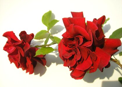 Bloom rose blooms red rose