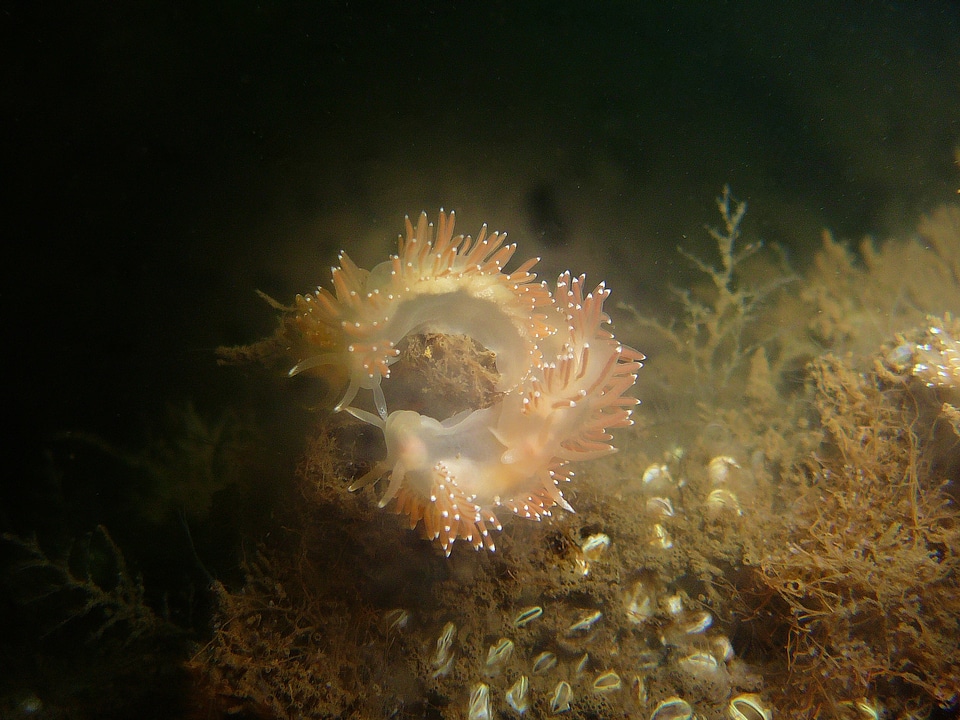 Mollusk animal baltic sea