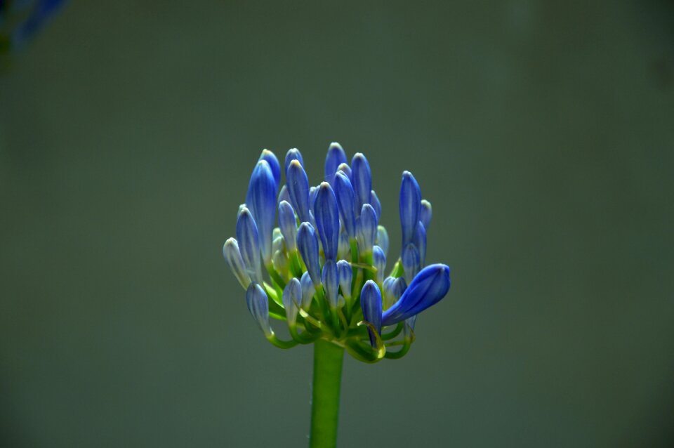 Nature colorful flowers spring