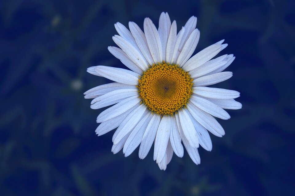 Flower summer white daisy photo